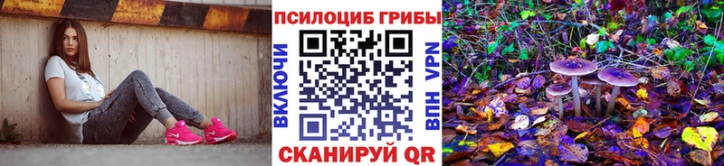 Псилоцибиновые грибы Psilocybe  Купить закладки  Томмот 